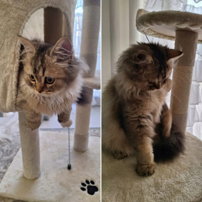 Drapak-dla-Kota-TomiDomi-Bezowy-116cm-5-Poziomow-Domek-Wieza-Pileczki-EAN-GTIN-5906765852005