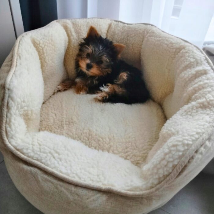 Wodooporne-Legowisko-dla-Psa-Kota-Miekkie-i-Cieple-dla-Malego-Psa-Rozmiar-S-EAN-GTIN-5906765852036