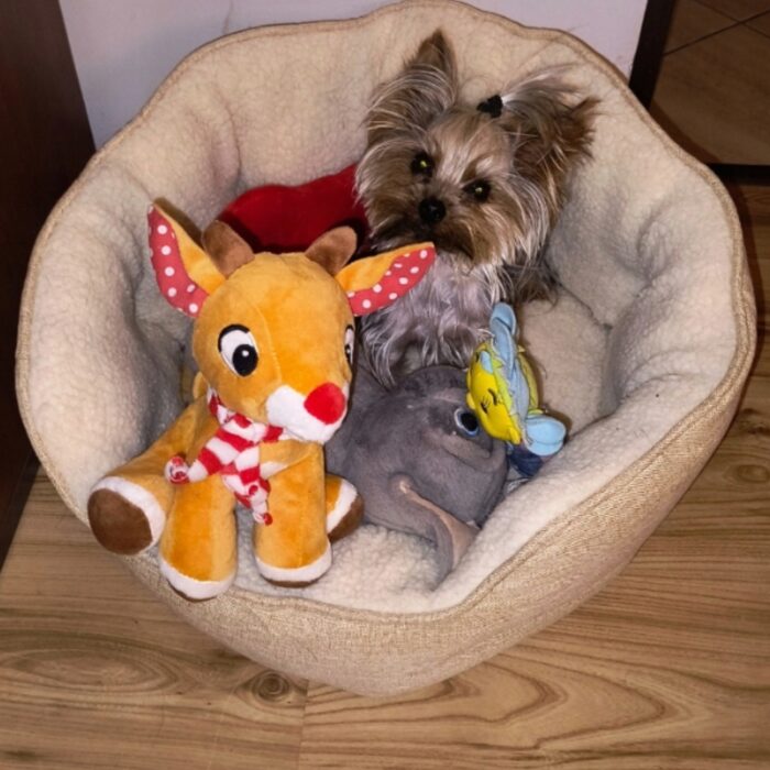 Wodooporne-Legowisko-dla-Psa-Kota-Miekkie-i-Cieple-dla-Malego-Psa-Rozmiar-S-Kod-producenta-LEG036