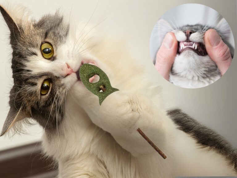 Kocie Szaleństwo i Magia Ziół: Dlaczego Twój Mruczek Osaleje na Punkcie Rybki Matatabi?