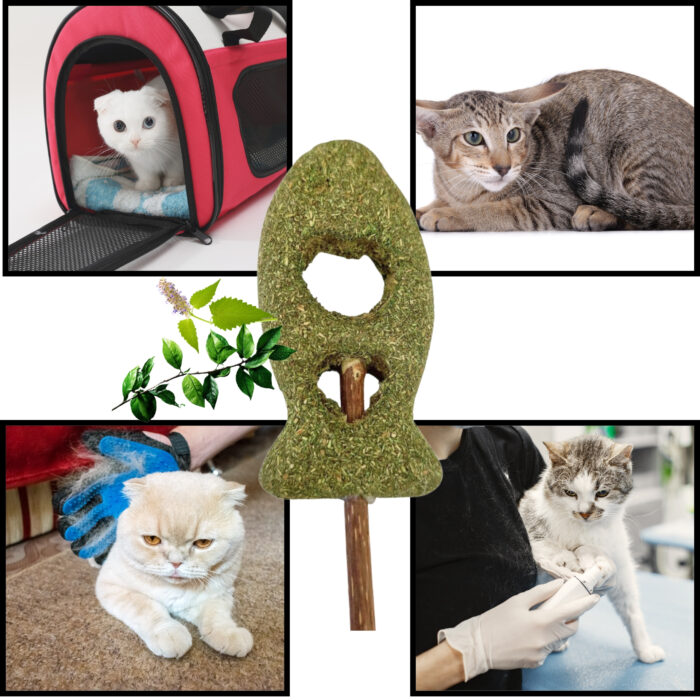 Rybka matatabi dla kota