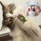 Rybka matatabi dla kota