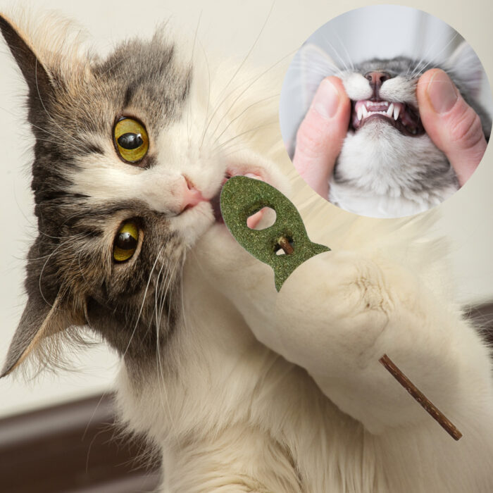 Rybka matatabi dla kota